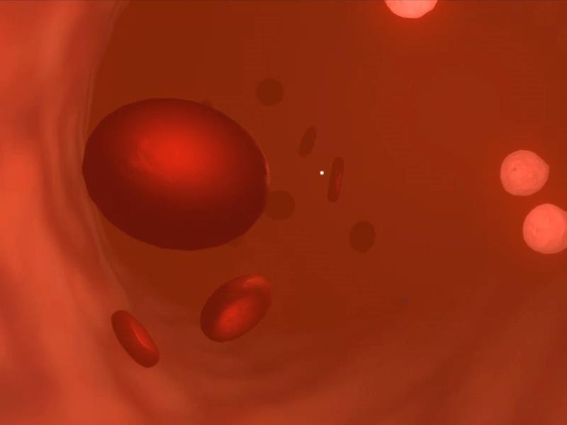 Blood Vessels